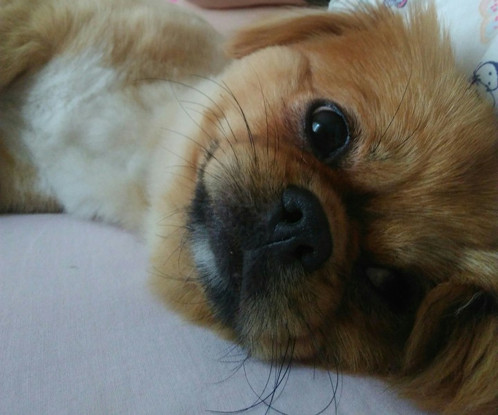 köpek