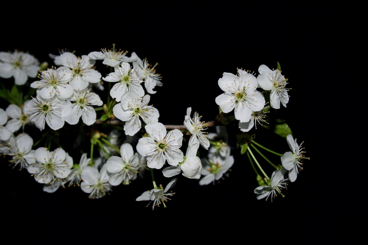 Blooming cherry