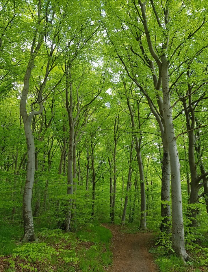 green path