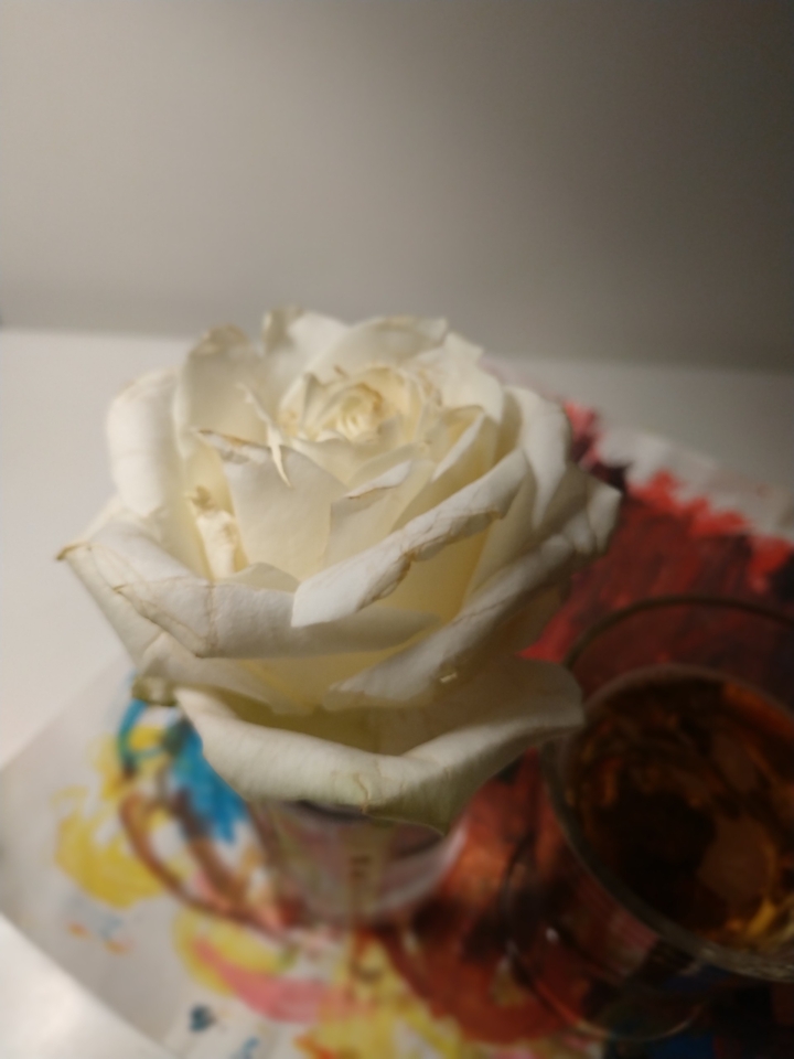 White rose