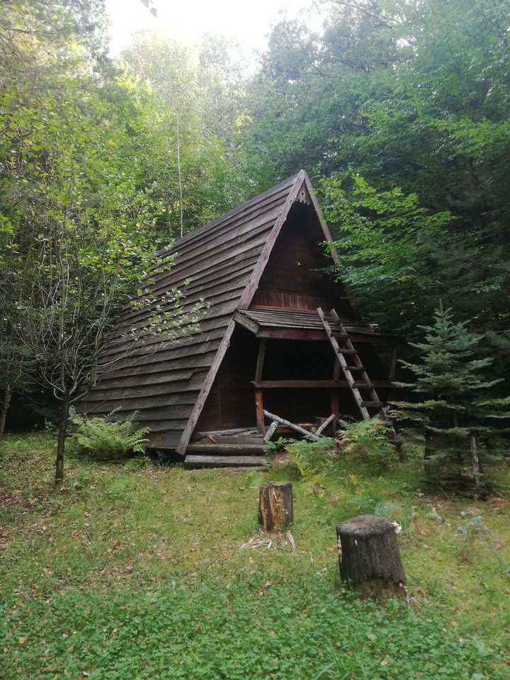 forest