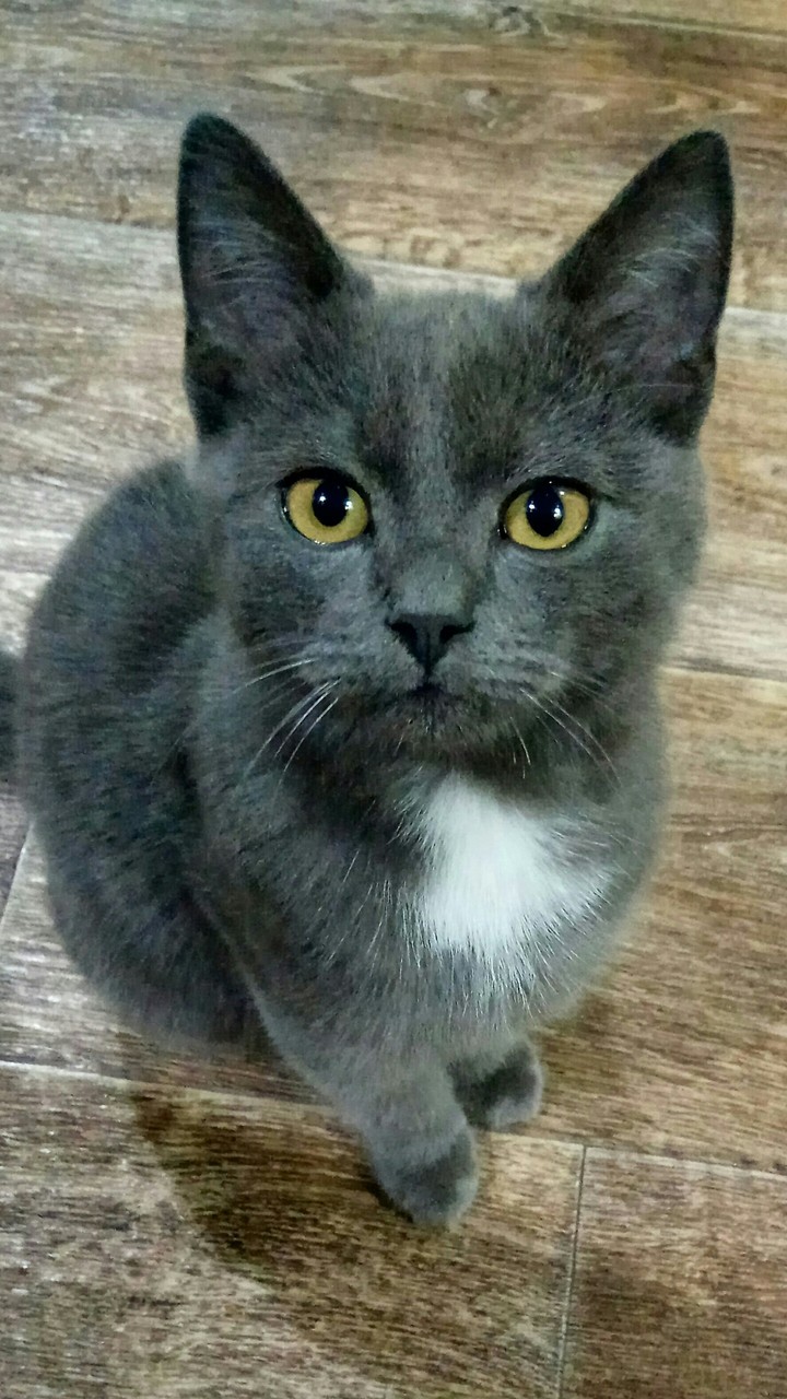 кот Басик