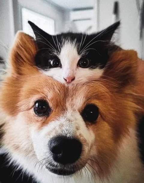 Amigo é amigo e ponto final!!!