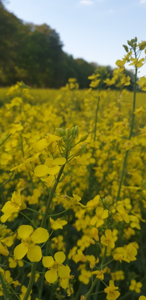 yellow, plant壁紙