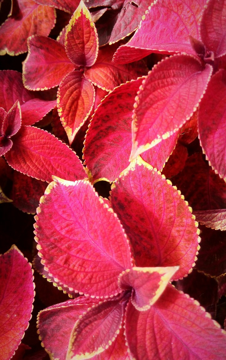 Красные листья. Red leaves.
