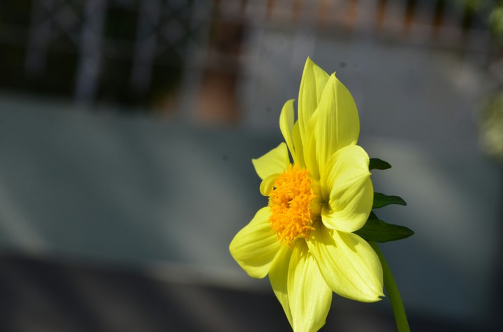 yellow beautiful flower