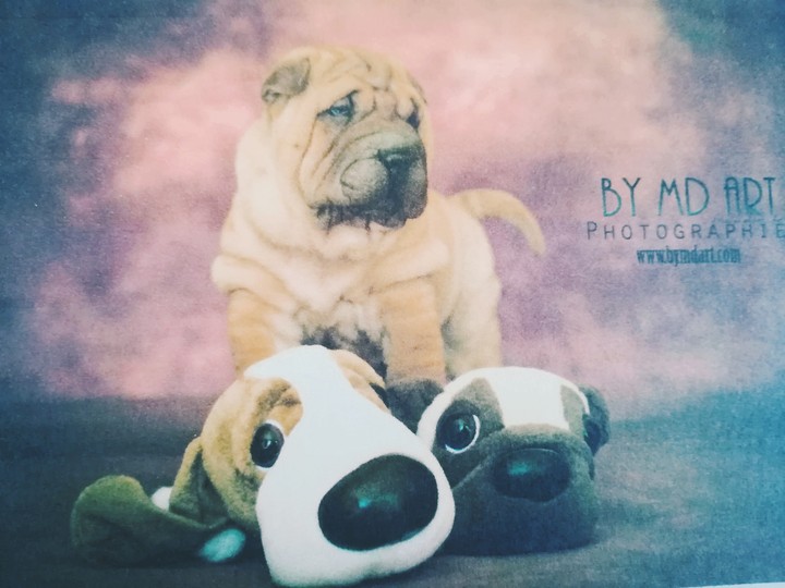 chiot shar pei