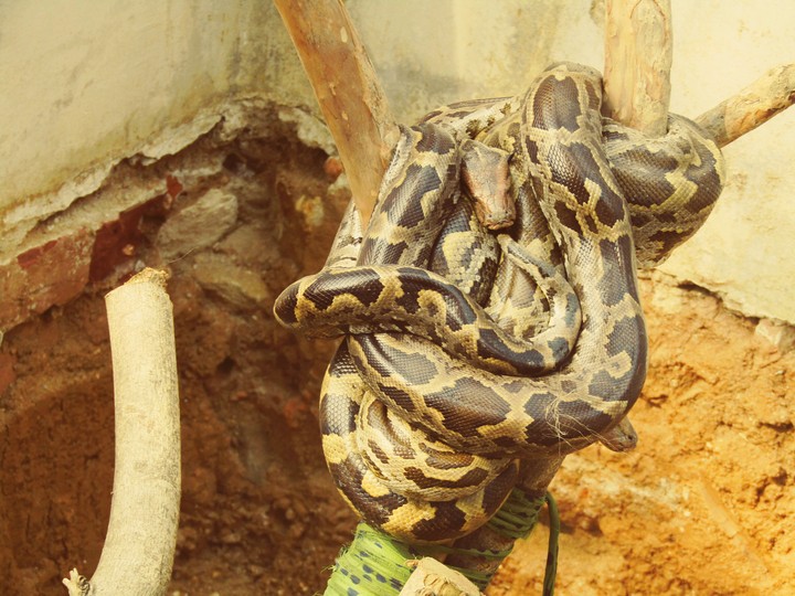 Indian python-Wild passion
