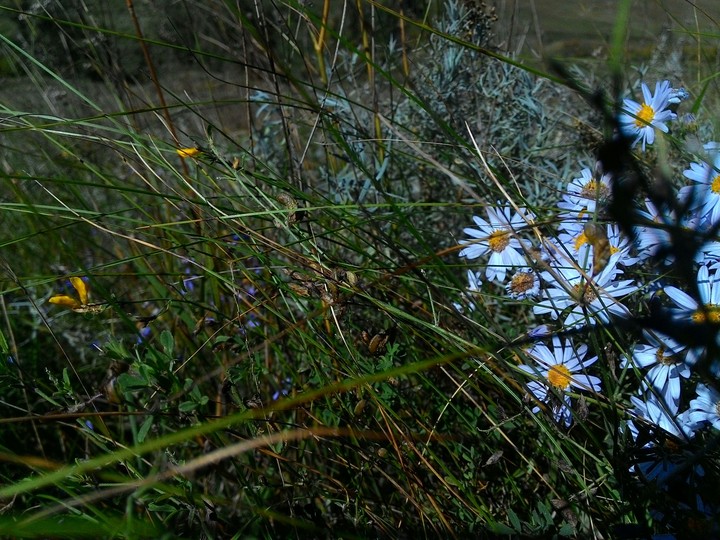 Chamomile