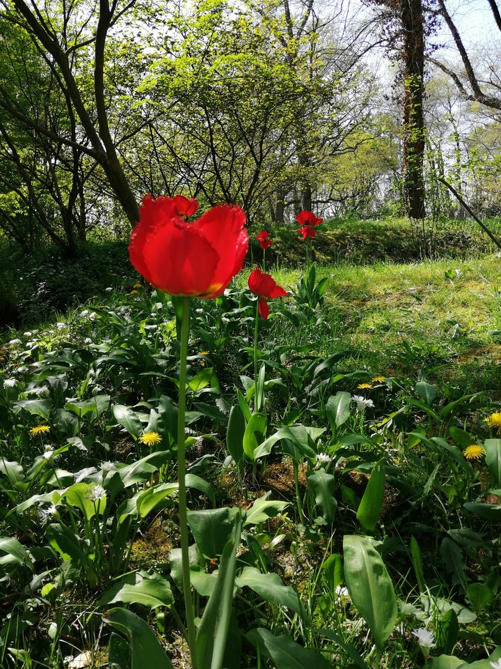 flower