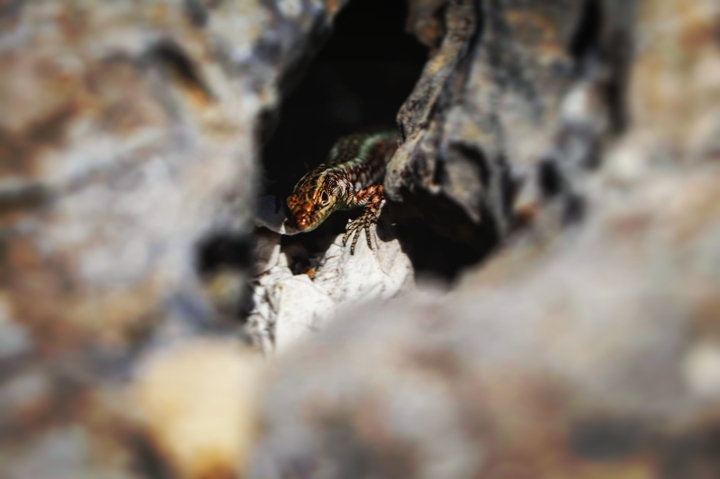lizard in a rock