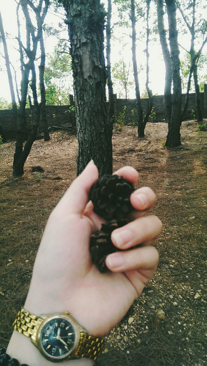 forest