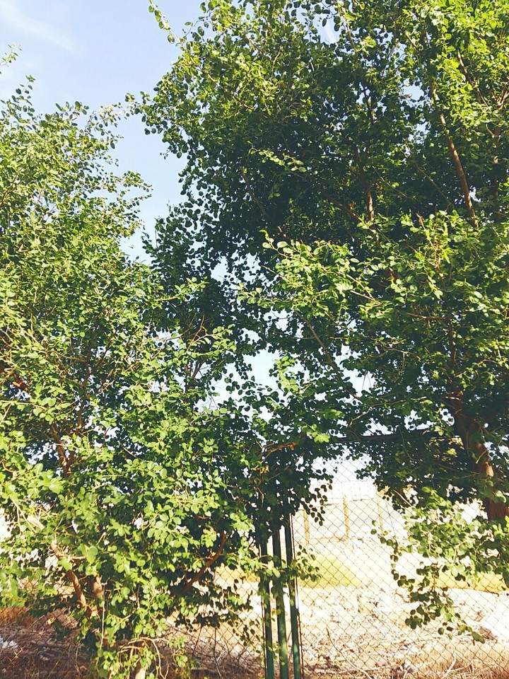 tree