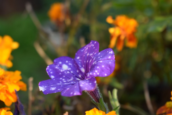 Magic flower