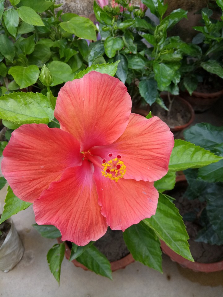 Hibiscus..