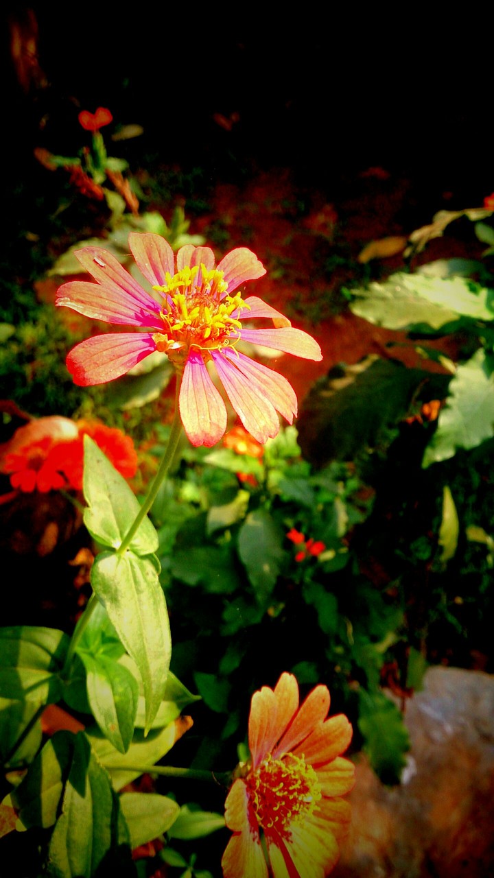 Flower at my Lawn