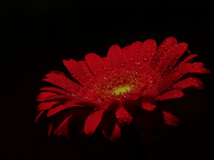 dewy flower 