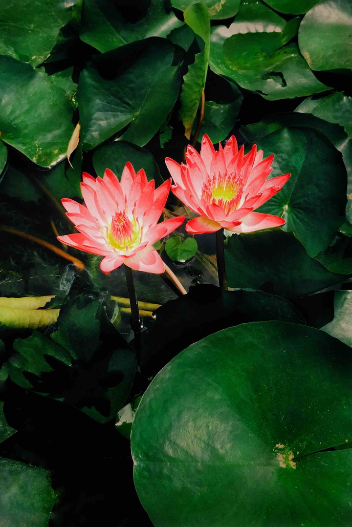 Lotus
