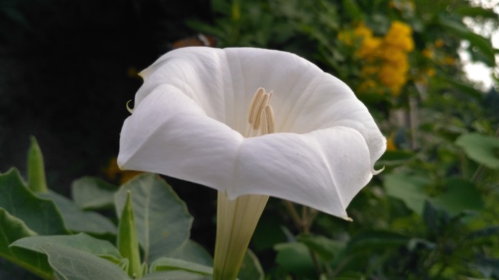 Serene White Flower