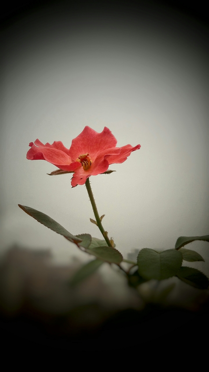 lonely flower