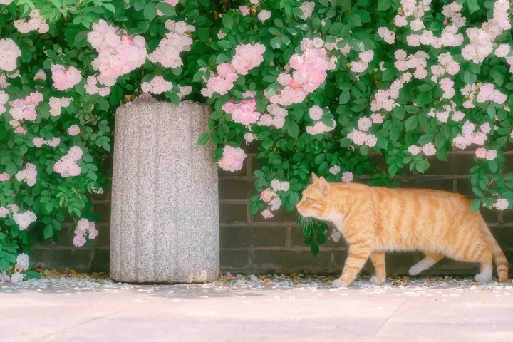 Cat and roses