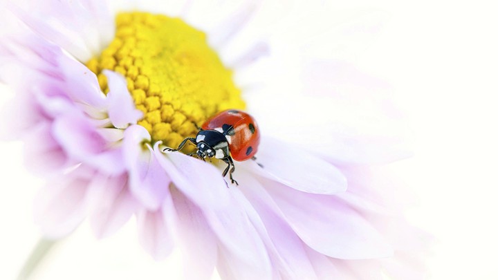 daisy