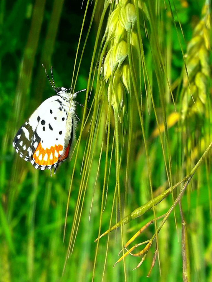 butterfly