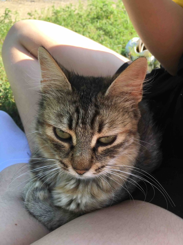 cat