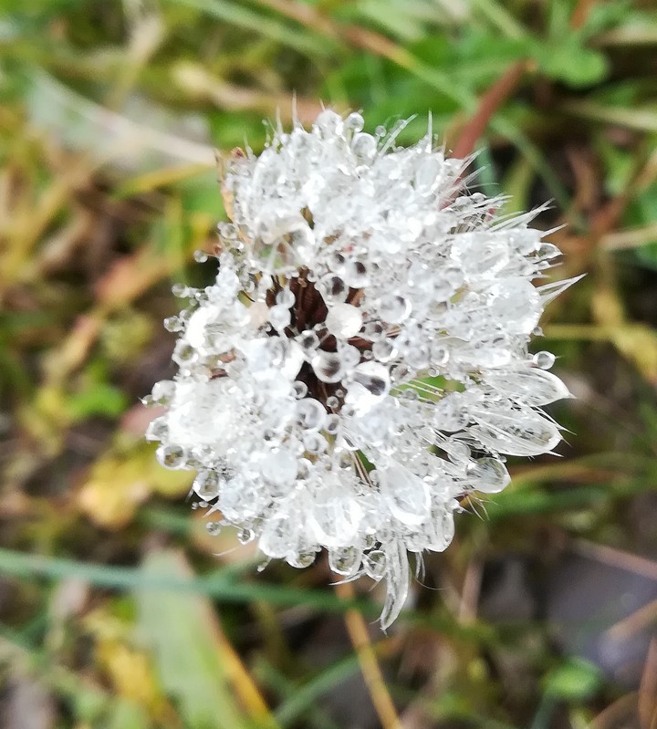 dandelion
