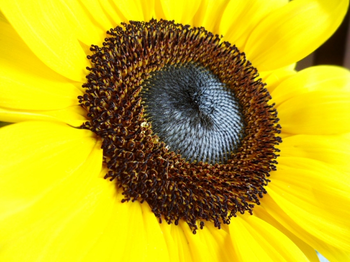 Helianthus annuus
