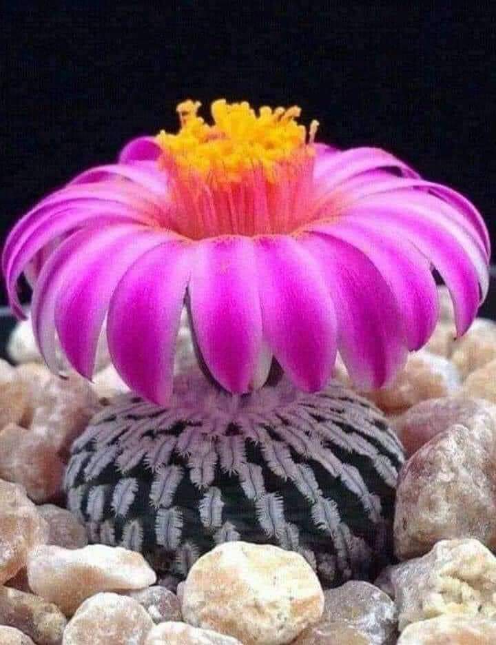 000