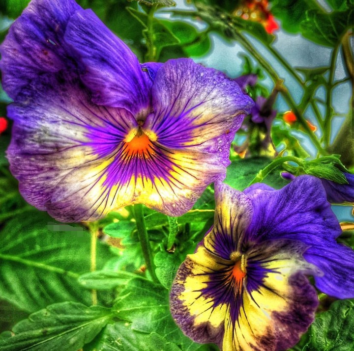 purple