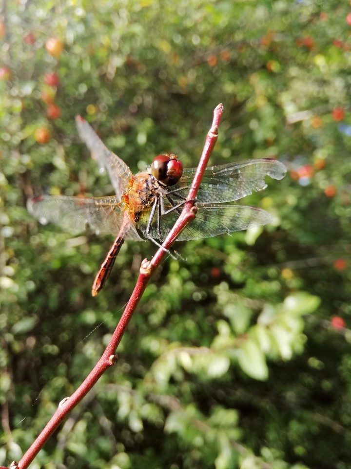 nature