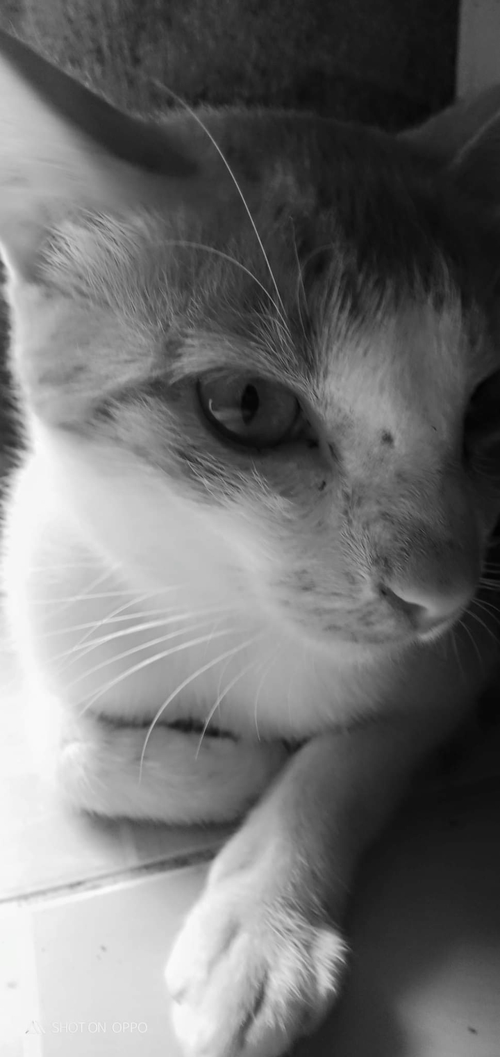 eye