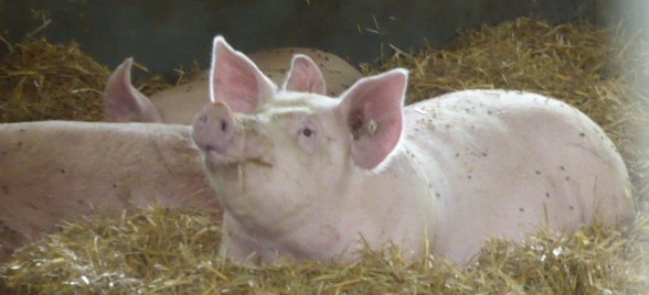 schwein