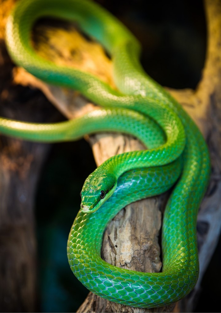 go green