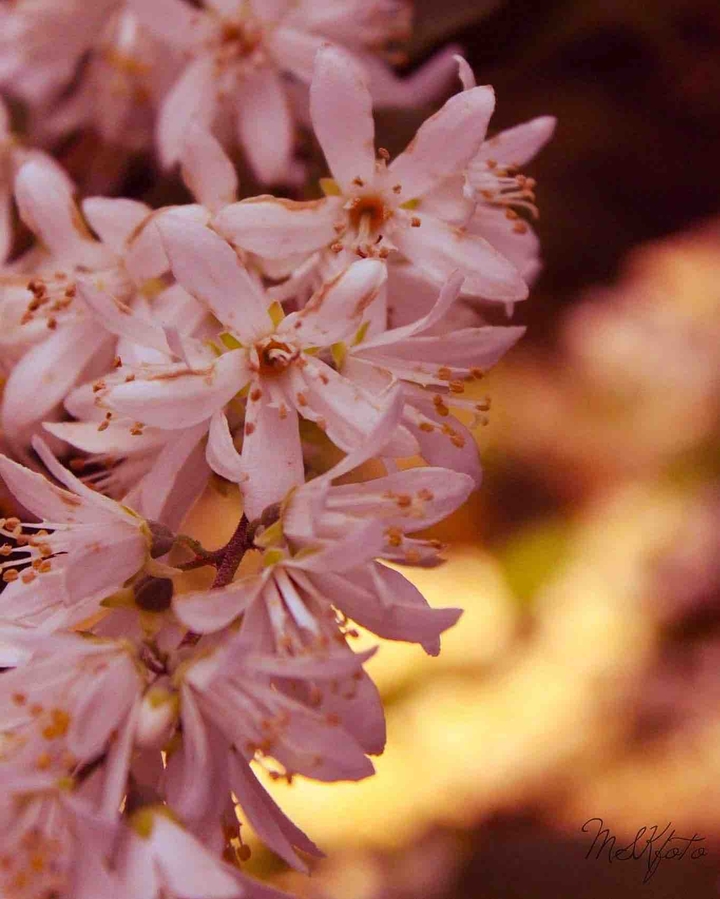 Blushing bokeh