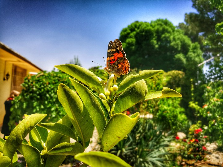 Esfahan