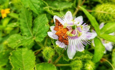 FLOR Y MARIPOSA NARANJA, SAN LORENZO, GRO.