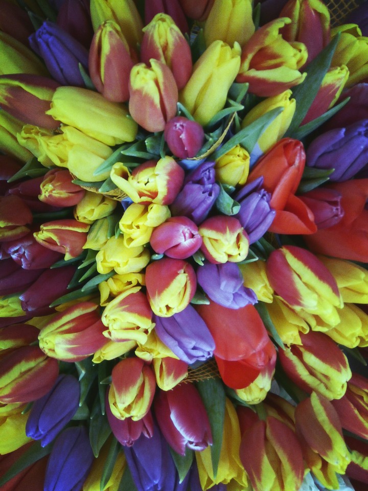 tulips