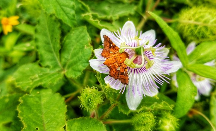 FLOR Y MARIPOSA NARANJA, SAN LORENZO, GRO.