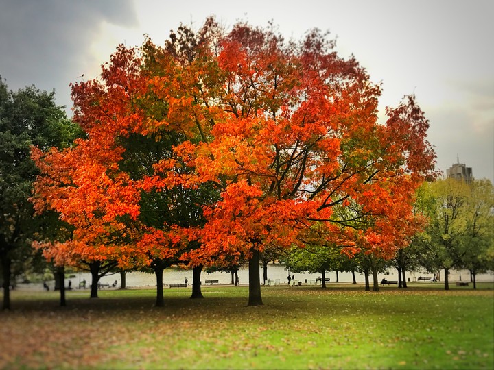 Autumn tree
