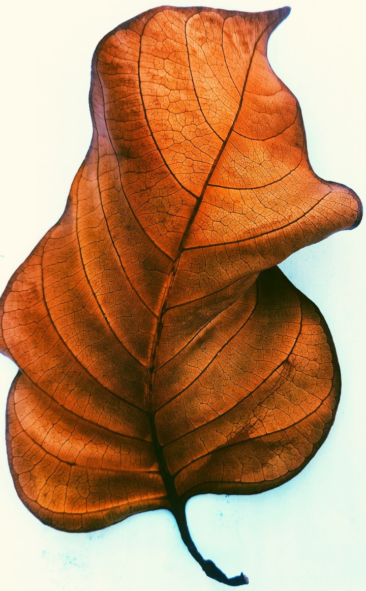 leaves unturned