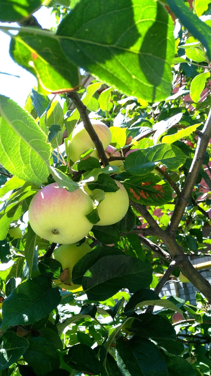 Apples