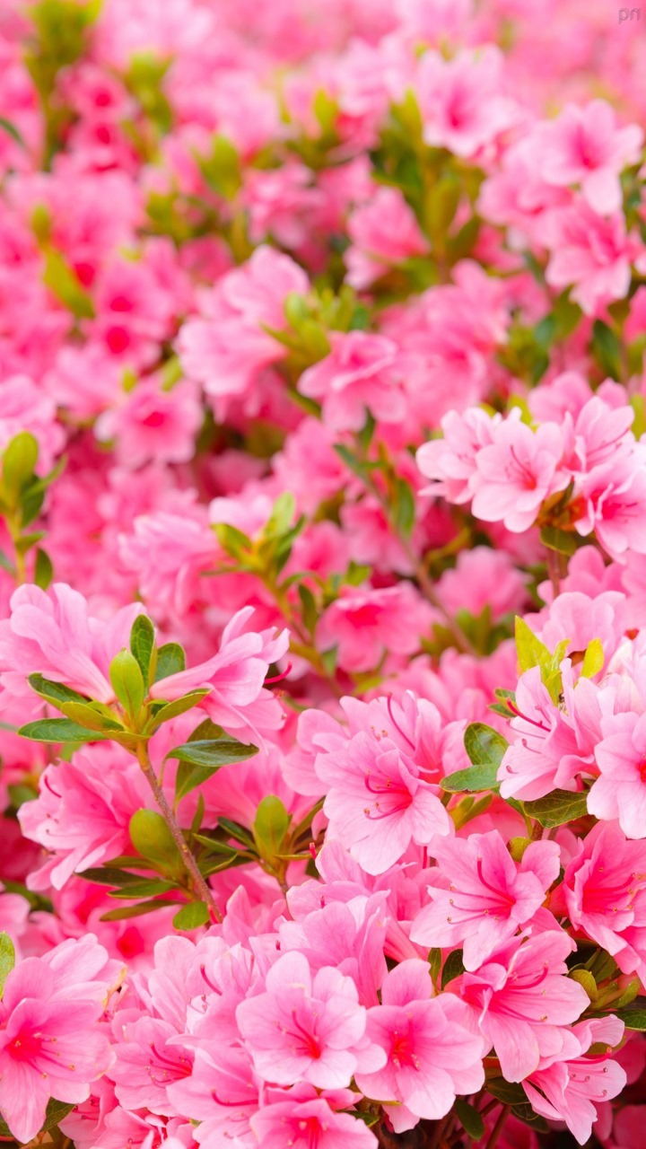 flores