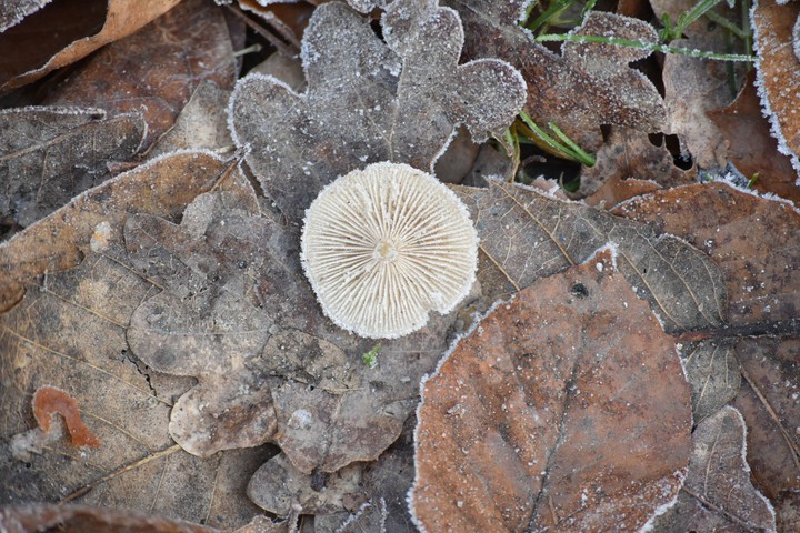 Fungus upside-down