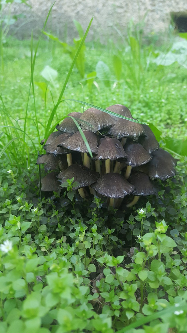 грибы