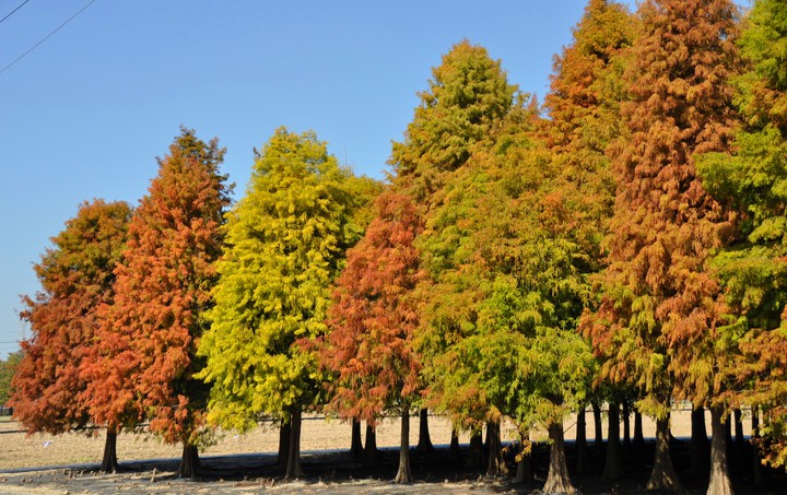 Bald cypress