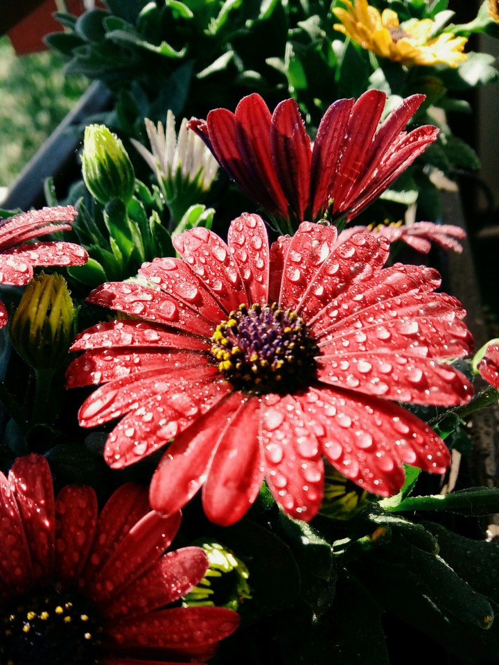 Flower Power