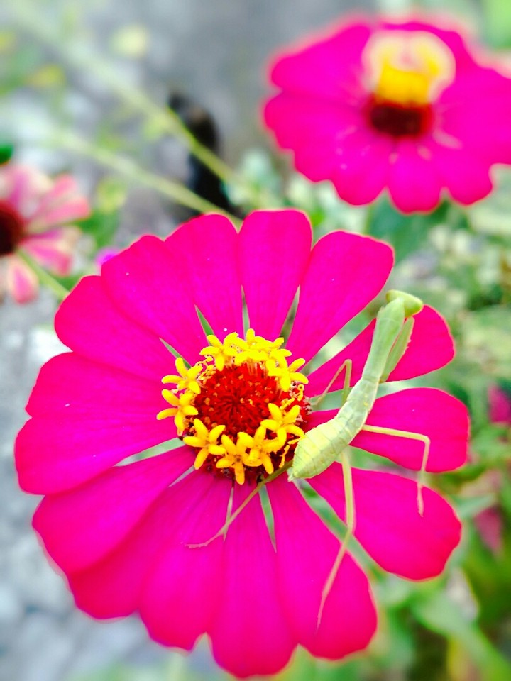 flower